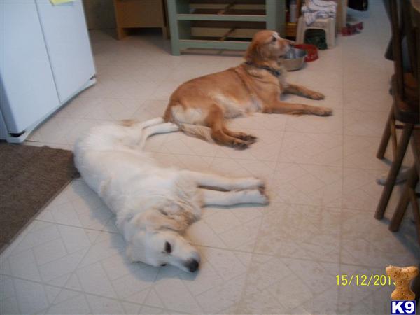 carolspaws Picture 1